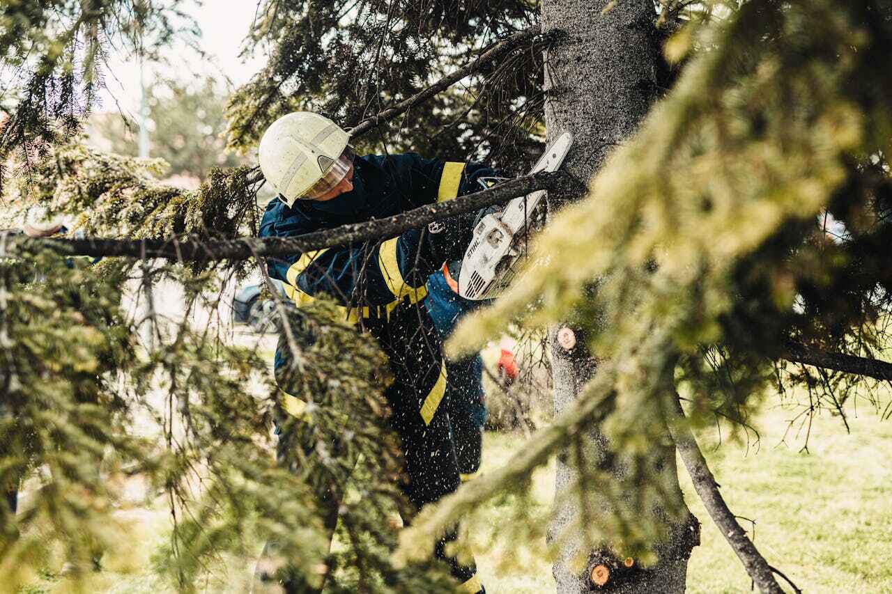 Best Tree Trimming Near Me  in Lincoln Park, NJ